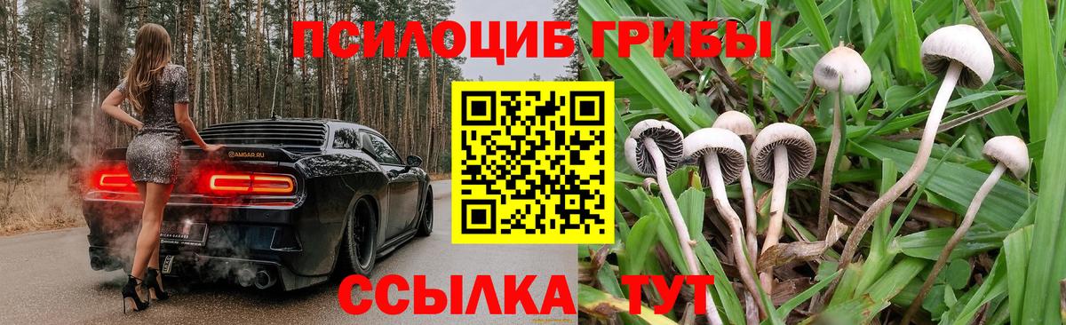 Ивантеевка  Галлюциногенные грибы Cubensis  Вход с VPN 